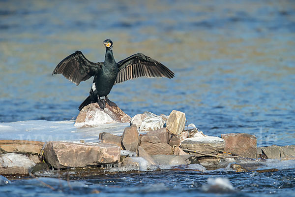 Kormoran (Phalacrocorax carbo)