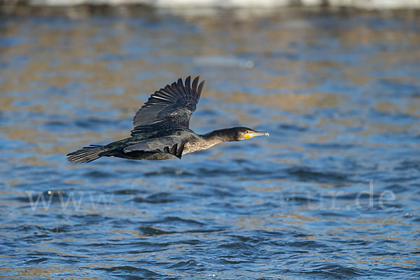 Kormoran (Phalacrocorax carbo)