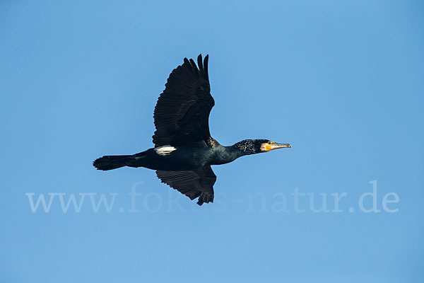 Kormoran (Phalacrocorax carbo)