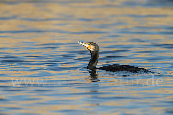 Kormoran (Phalacrocorax carbo)