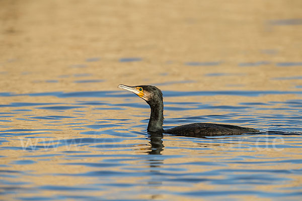 Kormoran (Phalacrocorax carbo)