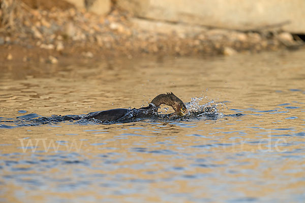 Kormoran (Phalacrocorax carbo)