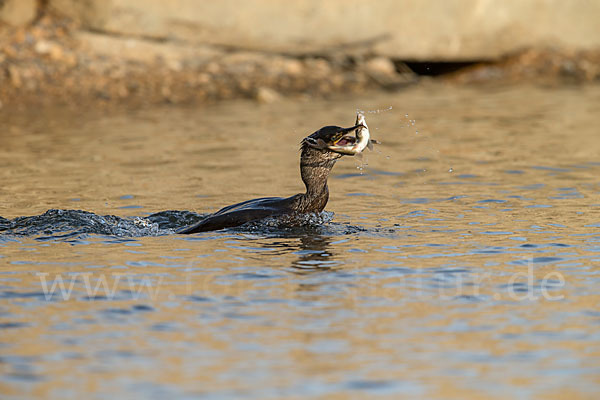 Kormoran (Phalacrocorax carbo)