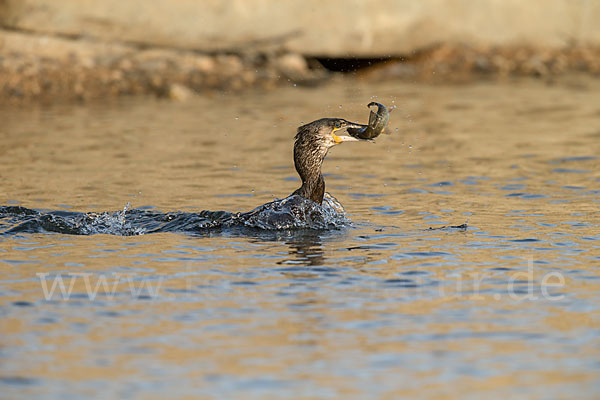 Kormoran (Phalacrocorax carbo)