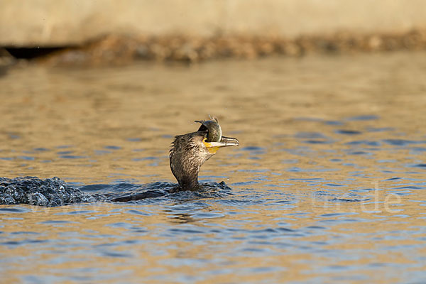 Kormoran (Phalacrocorax carbo)