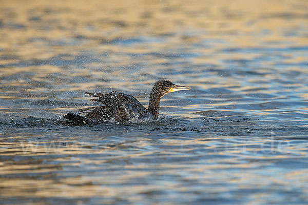 Kormoran (Phalacrocorax carbo)