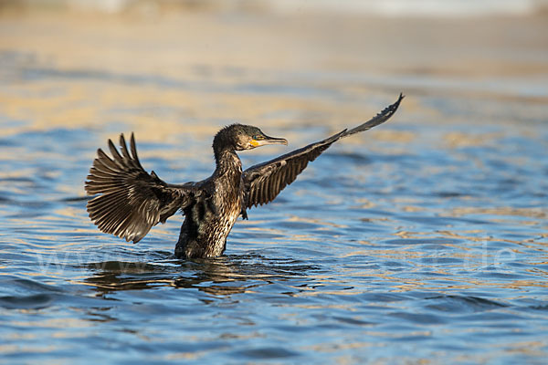 Kormoran (Phalacrocorax carbo)