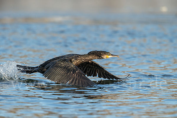 Kormoran (Phalacrocorax carbo)