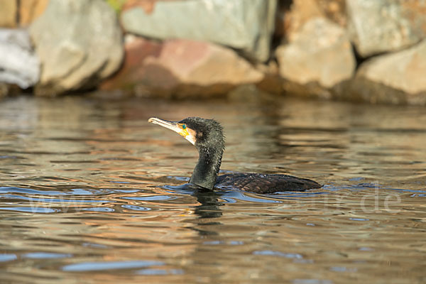 Kormoran (Phalacrocorax carbo)