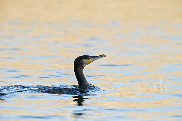 Kormoran (Phalacrocorax carbo)