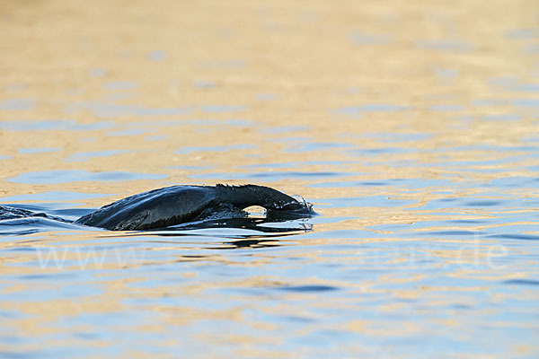 Kormoran (Phalacrocorax carbo)