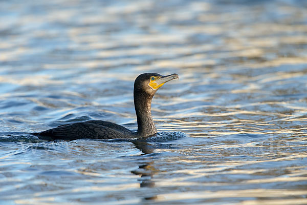 Kormoran (Phalacrocorax carbo)