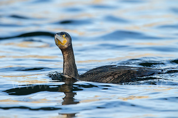 Kormoran (Phalacrocorax carbo)