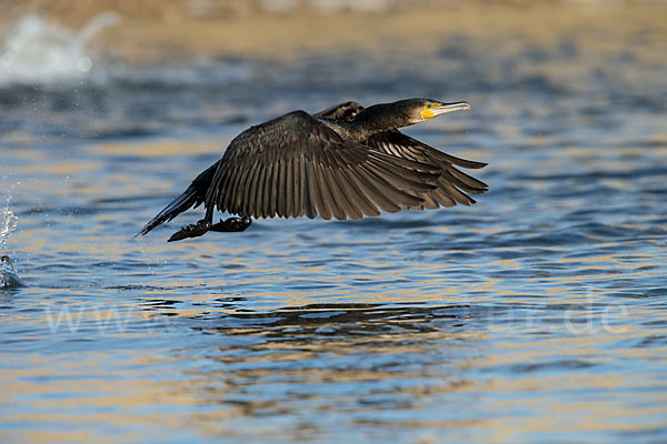 Kormoran (Phalacrocorax carbo)