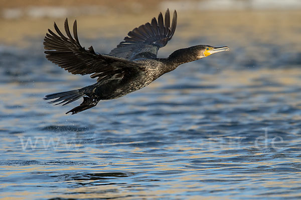 Kormoran (Phalacrocorax carbo)