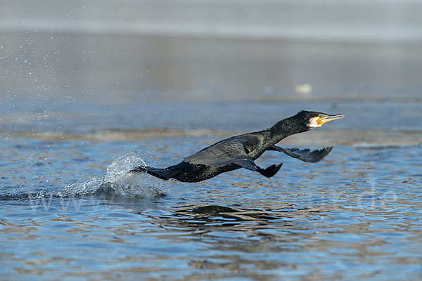 Kormoran (Phalacrocorax carbo)