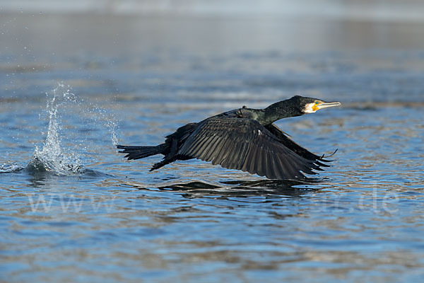 Kormoran (Phalacrocorax carbo)