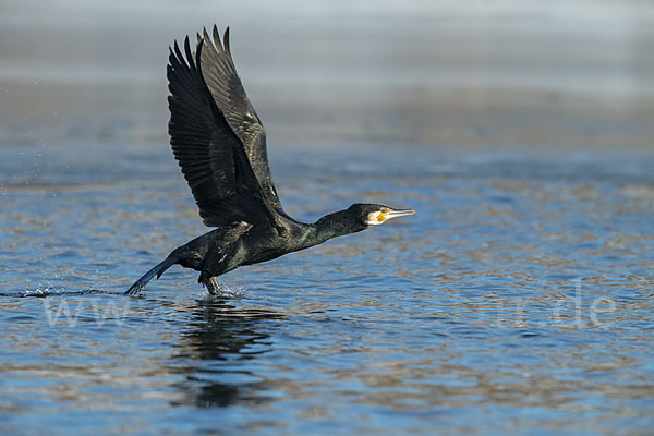 Kormoran (Phalacrocorax carbo)