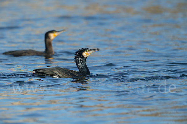 Kormoran (Phalacrocorax carbo)