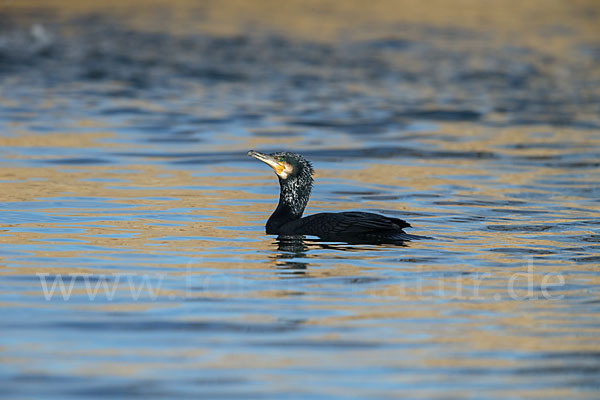 Kormoran (Phalacrocorax carbo)