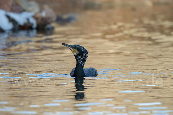 Kormoran (Phalacrocorax carbo)