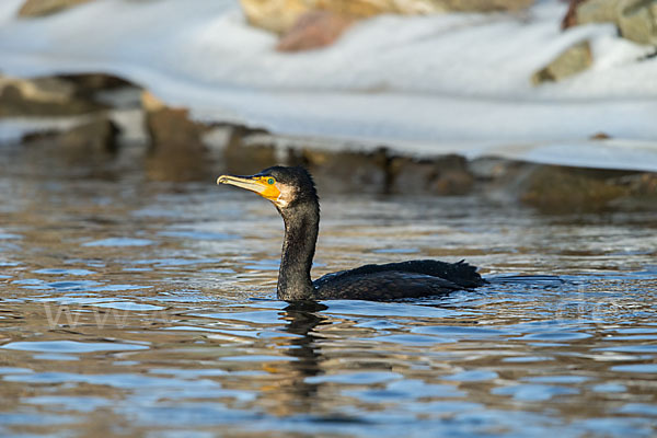 Kormoran (Phalacrocorax carbo)