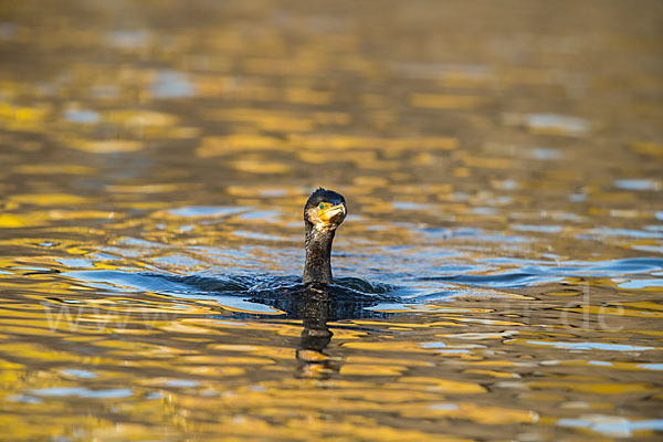 Kormoran (Phalacrocorax carbo)