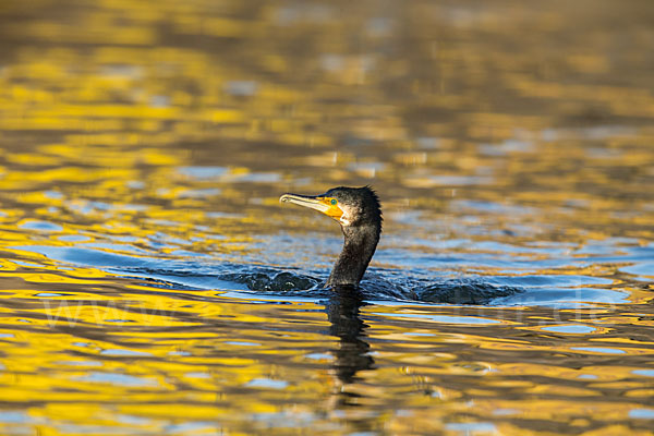 Kormoran (Phalacrocorax carbo)