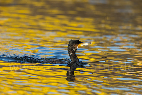 Kormoran (Phalacrocorax carbo)