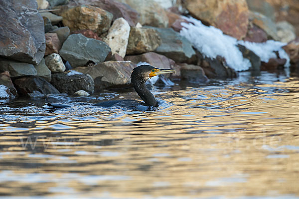 Kormoran (Phalacrocorax carbo)