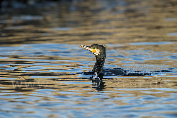 Kormoran (Phalacrocorax carbo)