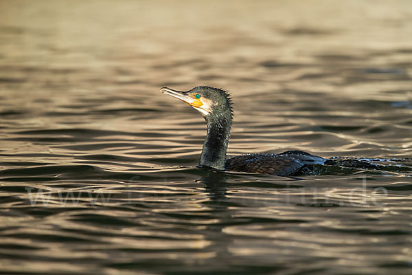 Kormoran (Phalacrocorax carbo)