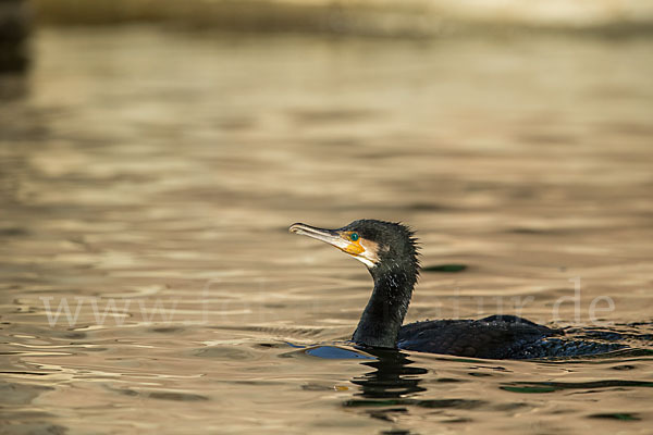 Kormoran (Phalacrocorax carbo)