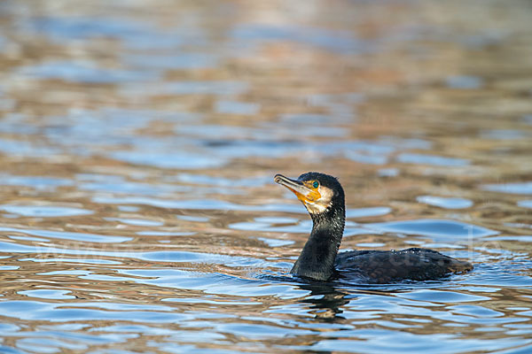 Kormoran (Phalacrocorax carbo)