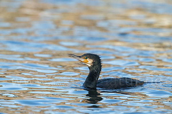 Kormoran (Phalacrocorax carbo)