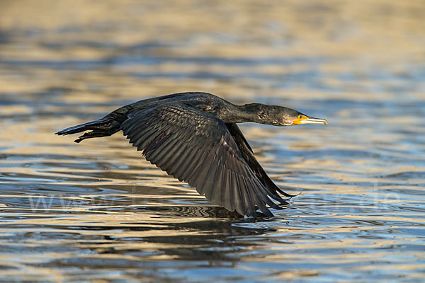 Kormoran (Phalacrocorax carbo)