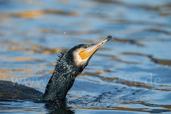 Kormoran (Phalacrocorax carbo)