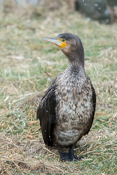 Kormoran (Phalacrocorax carbo)