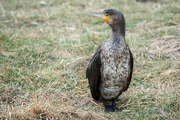 Kormoran (Phalacrocorax carbo)