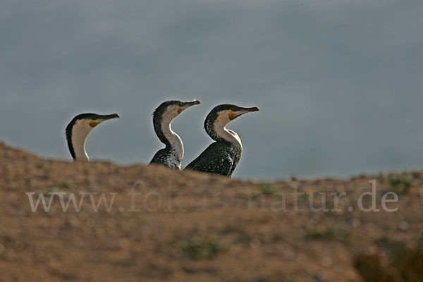 Kormoran sspec. (Phalacrocorax carbo maroccanus)