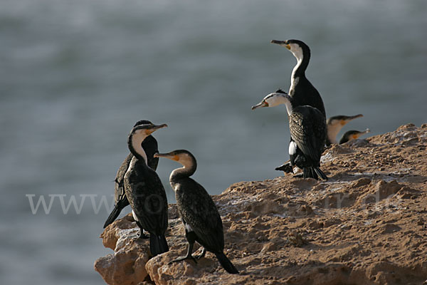 Kormoran sspec. (Phalacrocorax carbo maroccanus)