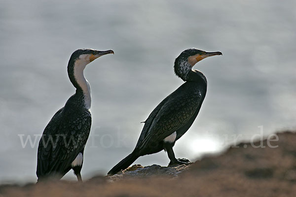 Kormoran sspec. (Phalacrocorax carbo maroccanus)