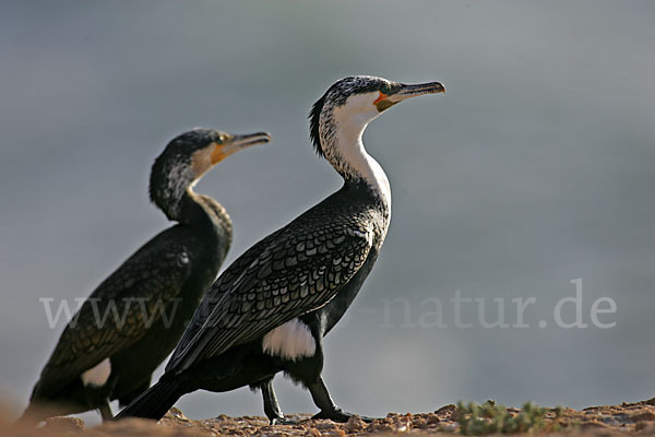 Kormoran sspec. (Phalacrocorax carbo maroccanus)