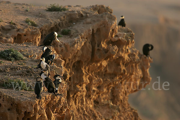 Kormoran sspec. (Phalacrocorax carbo maroccanus)