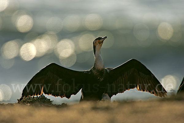 Kormoran sspec. (Phalacrocorax carbo maroccanus)