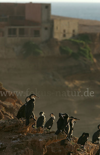 Kormoran sspec. (Phalacrocorax carbo maroccanus)