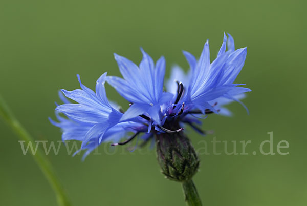 Kornblume (Centaurea cyanus)