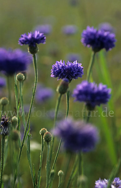 Kornblume (Centaurea cyanus)