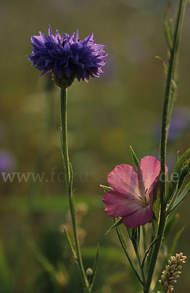 Kornblume (Centaurea cyanus)