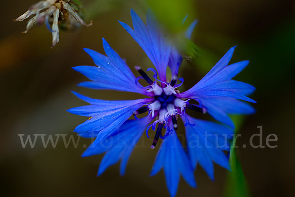 Kornblume (Centaurea cyanus)